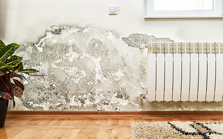 Stark schimmelbefallene Wand mit grünen und braunen Flecken